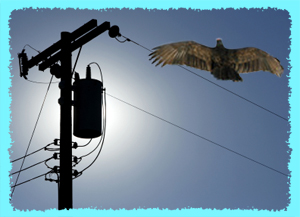 California Condor near a power line